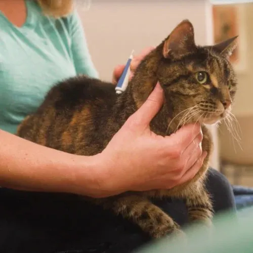 Wondercide Flea & Tick Spot On For Cats Peppermint